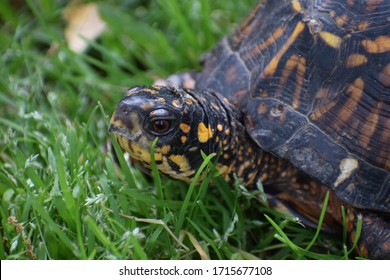 Close Up Of Common Box Turtle