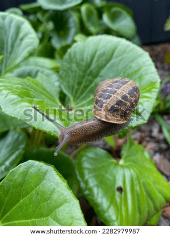Close up of a common brown garden snail on a green leaf in a New Zealand garden.
