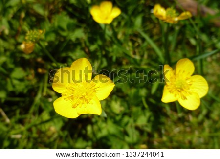 Close up of a Common Buttercup yellow flowers on green grass background. Ranunculus acris (meadow buttercup, tall buttercup, giant buttercup). Belarus, Grodno gardens.