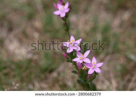 Close up of common centaury (centaurium erythraea) flowers in bloom