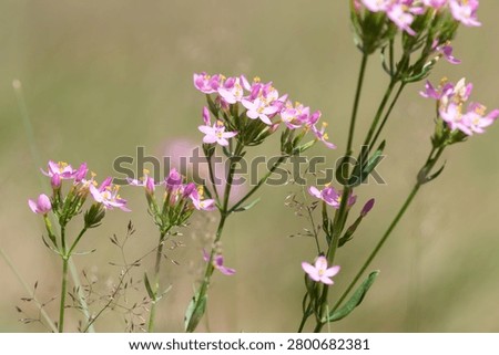 Close up of common centaury (centaurium erythraea) flowers in bloom