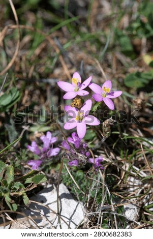 Close up of common centaury (centaurium erythraea) flowers in bloom