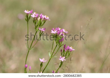 Close up of common centaury (centaurium erythraea) flowers in bloom