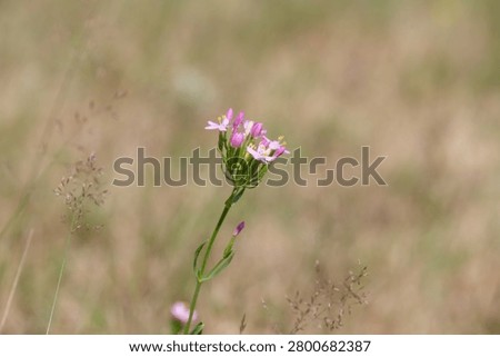Close up of common centaury (centaurium erythraea) flowers in bloom