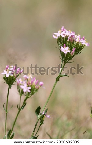 Close up of common centaury (centaurium erythraea) flowers in bloom