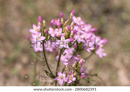Close up of common centaury (centaurium erythraea) flowers in bloom