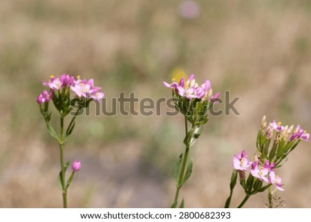 Close up of common centaury (centaurium erythraea) flowers in bloom