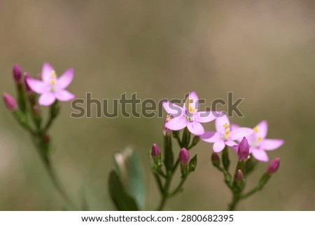 Close up of common centaury (centaurium erythraea) flowers in bloom