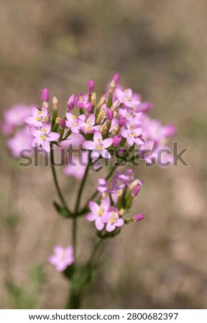 Close up of common centaury (centaurium erythraea) flowers in bloom