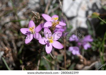 Close up of common centaury (centaurium erythraea) flowers in bloom