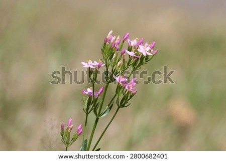 Close up of common centaury (centaurium erythraea) flowers in bloom