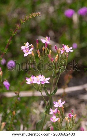 Close up of common centaury (centaurium erythraea) flowers in bloom