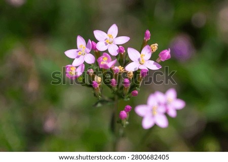 Close up of common centaury (centaurium erythraea) flowers in bloom