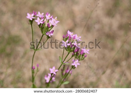 Close up of common centaury (centaurium erythraea) flowers in bloom