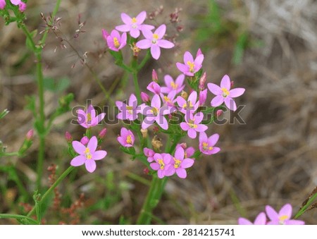 A close up of Common Centaury, Centaurium erythraea, flowering in early summer. Suffolk, England.