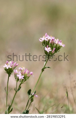 Close up of common centaury (centaurium erythraea) flowers in bloom