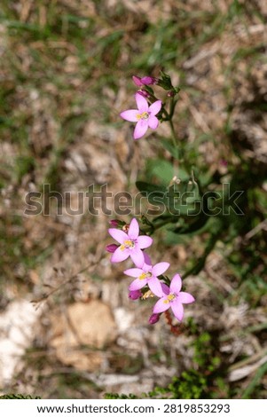 Close up of common centaury (centaurium erythraea) flowers in bloom