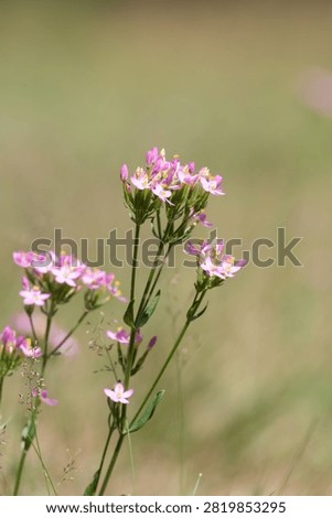 Close up of common centaury (centaurium erythraea) flowers in bloom