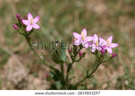 Close up of common centaury (centaurium erythraea) flowers in bloom