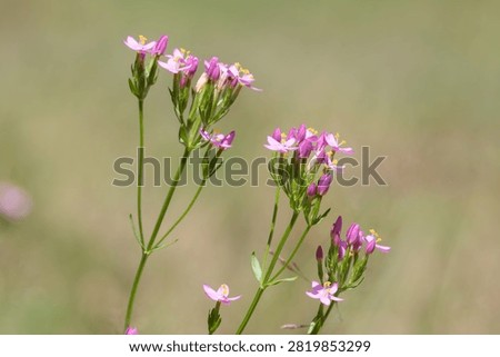 Close up of common centaury (centaurium erythraea) flowers in bloom