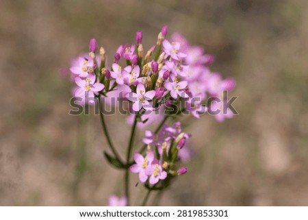 Close up of common centaury (centaurium erythraea) flowers in bloom