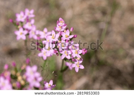 Close up of common centaury (centaurium erythraea) flowers in bloom