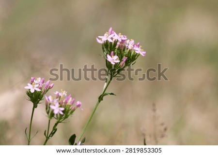 Close up of common centaury (centaurium erythraea) flowers in bloom