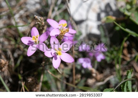 Close up of common centaury (centaurium erythraea) flowers in bloom