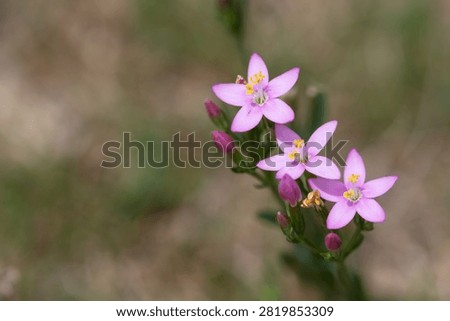 Close up of common centaury (centaurium erythraea) flowers in bloom