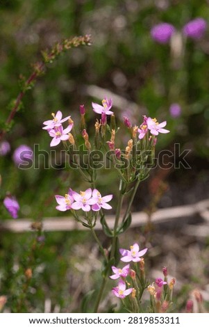 Close up of common centaury (centaurium erythraea) flowers in bloom