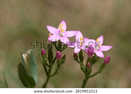 Close up of common centaury (centaurium erythraea) flowers in bloom