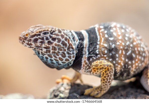 Close Up\
of Common Collared Lizard Standing on a\
Rock