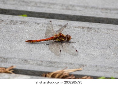 A Close Up Of A Common Darter, A Species Of Skimmer, Resting On The Wetlands Boardwalk.