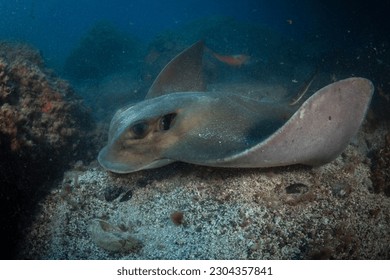 Close up of Common Eagle Ray (Myliobatis aquila), Tenerife - Canary Islands