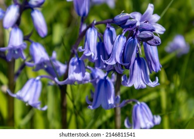 Close Up Of Common English Bluebell Flowers Against A Green Leafy Background With Limited Depth Of Field