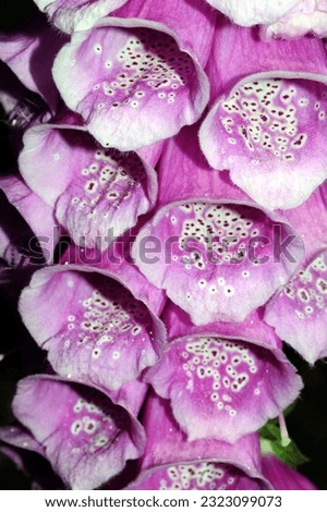 close up of common foxglove flowers