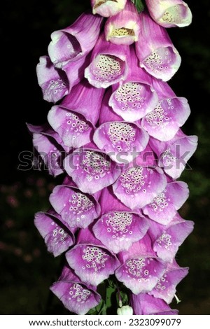 close up of common foxglove flowers