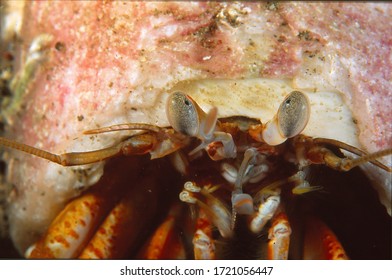 Close Up Of Common Hermit Crab