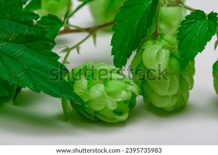 Close up of common hop, green hop cones fruits and leaves