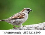 Close up of Common house sparrow perched on a branch