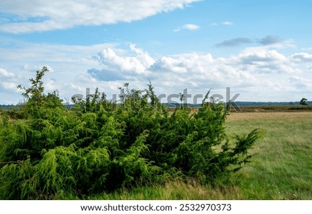 Close up of Common juniper (Juniperus communis)
