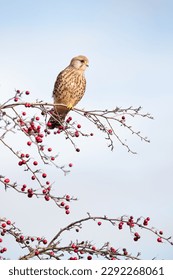 Close up of a common kestrel perched on a tree branch with red berries against blue sky, England.