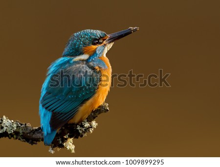 Similar – Kingfisher perched on a branch