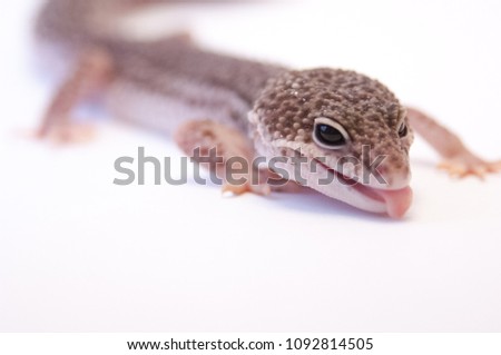 Close up of common leopard gecko (Eublepharis macularius) with tounge sticking out. Gecko lizard on white background in studio with macro lens.  Focus on eyes and head, 3/4 view.