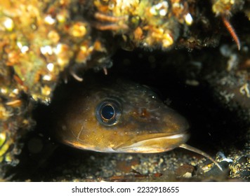 close up of common ling (also known as white ling) emerging from hole in reef wall - Shutterstock ID 2232918655