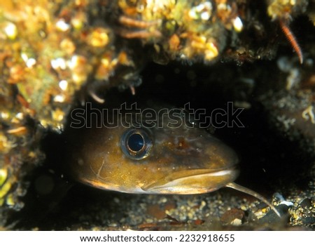 close up of common ling (also known as white ling) emerging from hole in reef wall