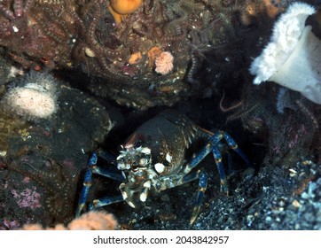 Close Up Of Common Lobster