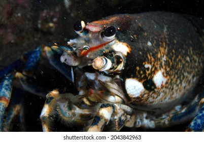 Close Up Of Common Lobster