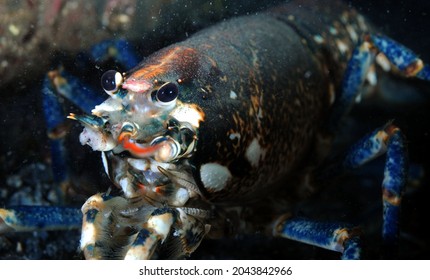 Close Up Of Common Lobster