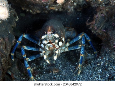 Close Up Of Common Lobster